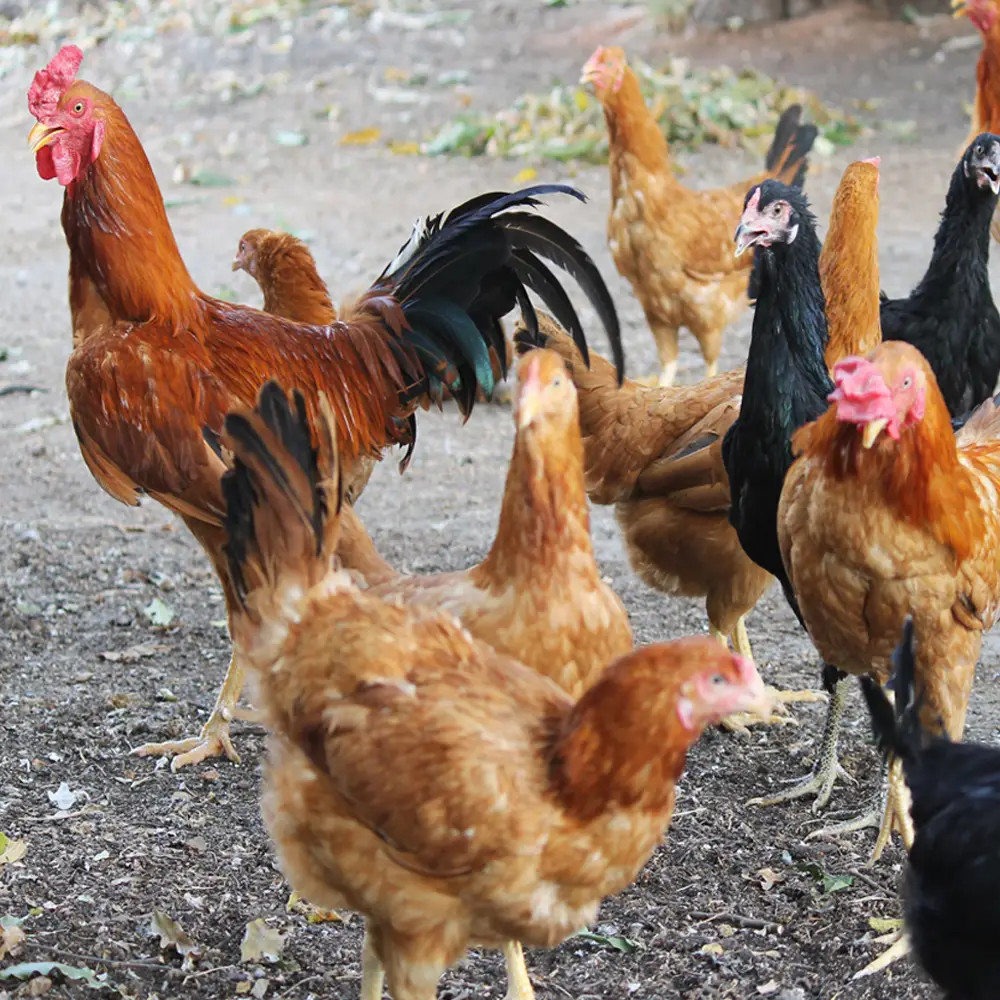 দেশি মুরগি Chiken